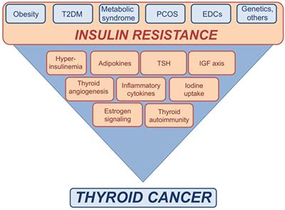 Insulin Resistance: Any Role in the Changing Epidemiology of Thyroid Cancer?